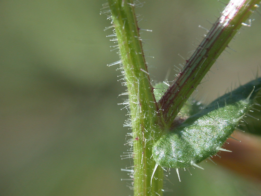 Helminthotheca echioides / Aspraggine volgare